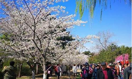 北京清明节天气_北京清明节天气2024